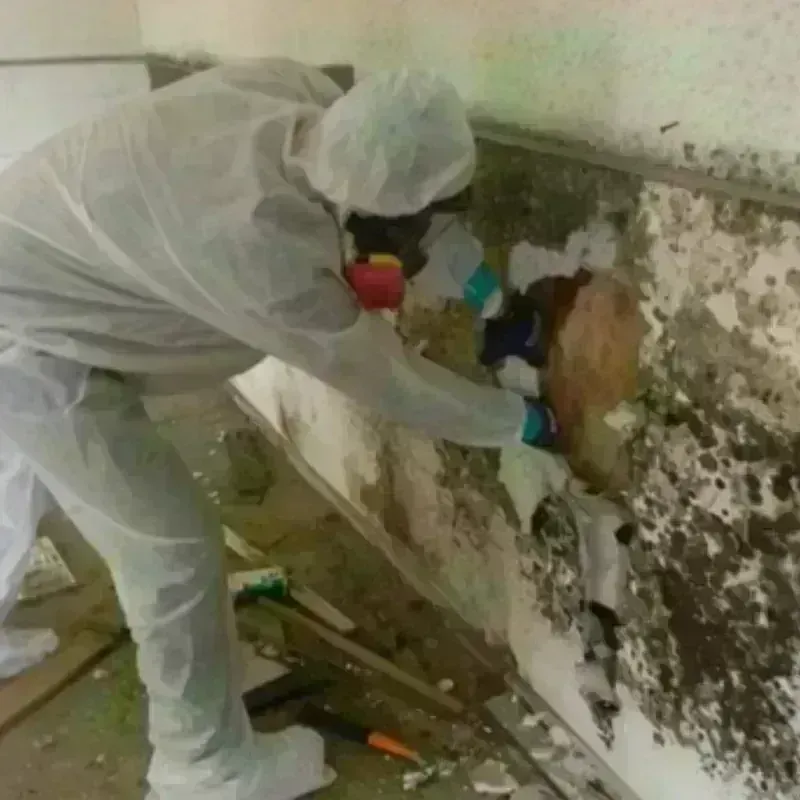 Mold Remediation and Removal in North Ridgeville, OH